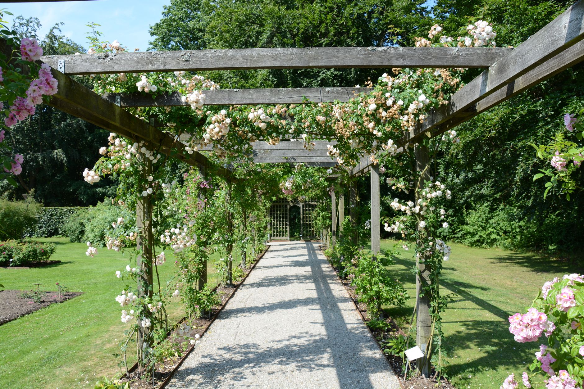 Captivating garden arbor with blooming roses on a sunny day, perfect for a tranquil walk.